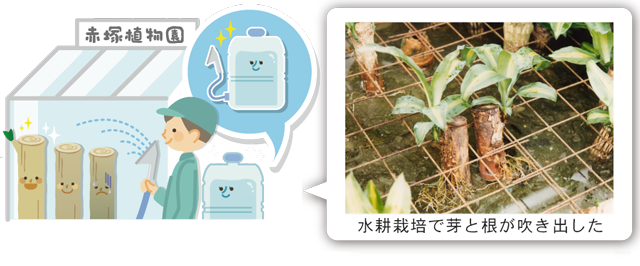 赤塚植物園温室　水耕栽培で根と芽が吹き出した　イラスト、写真