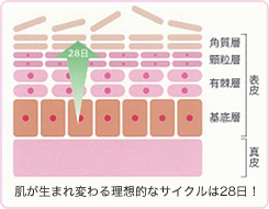 肌が生まれ変わる理想的なサイクルは28日！